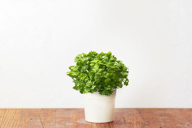 Click & Grow | Plant Pods